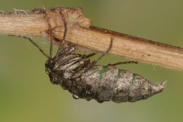 Alsophila aescularia: Bild 27
