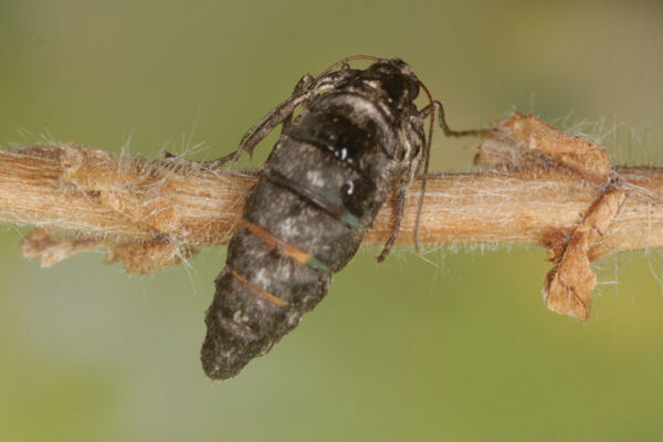 Alsophila aescularia: Bild 28