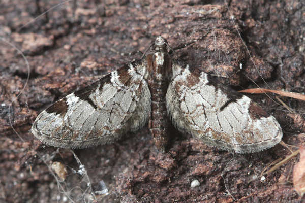 Eupithecia insigniata: Bild 18