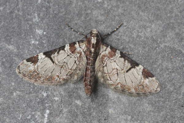 Eupithecia insigniata: Bild 20