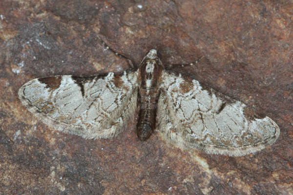 Eupithecia insigniata: Bild 21