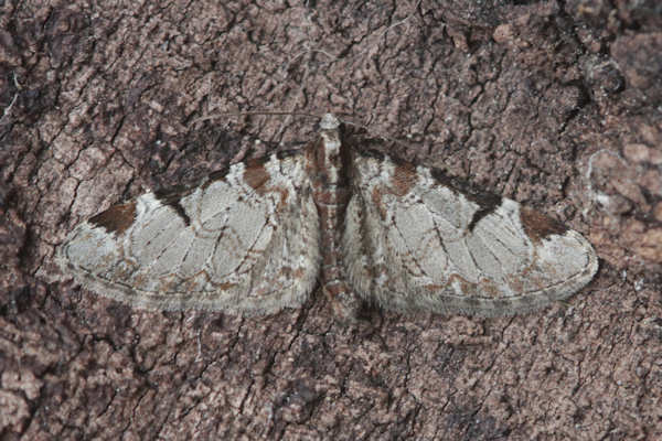 Eupithecia insigniata: Bild 22