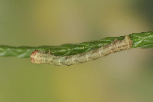 Eupithecia insigniata: Bild 40