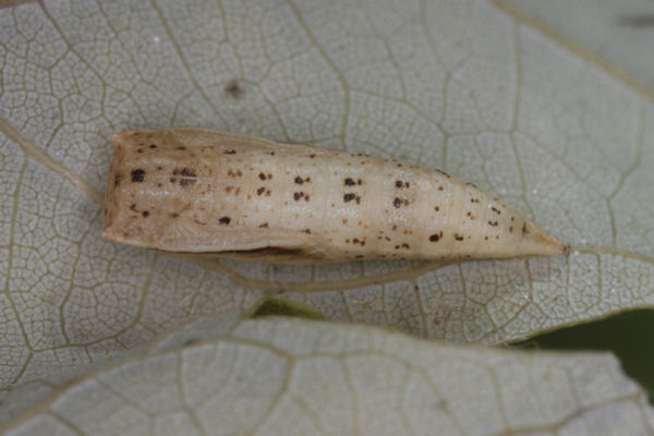 Cyclophora albiocellaria: Bild 6