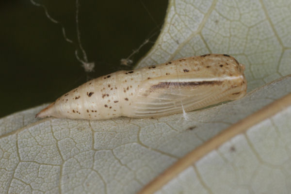 Cyclophora albiocellaria: Bild 7