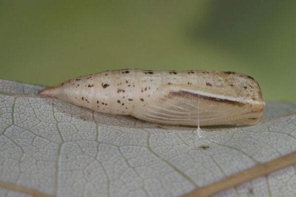 Cyclophora albiocellaria: Bild 8