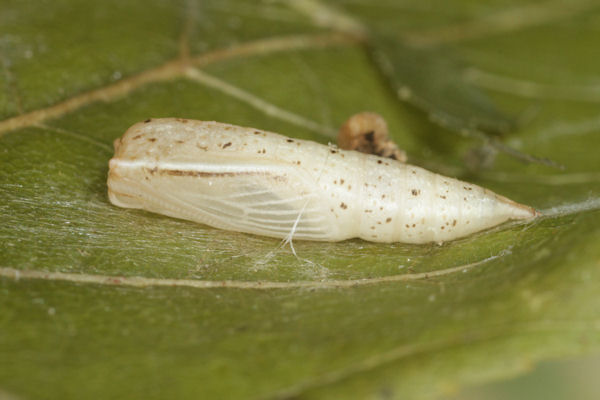 Cyclophora albiocellaria: Bild 9