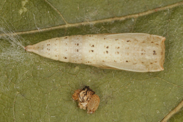 Cyclophora albiocellaria: Bild 10