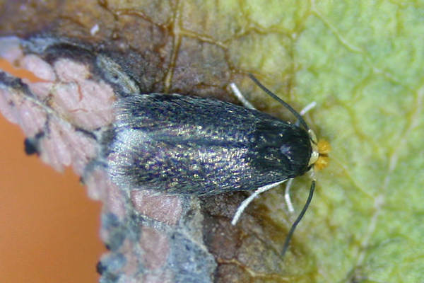 Stigmella oxyacanthella: Bild 1