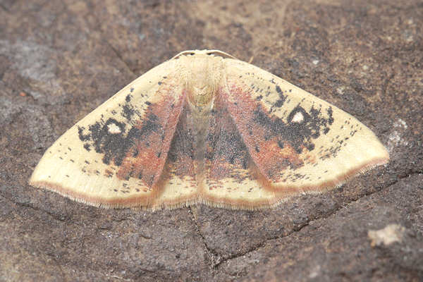 Cyclophora albiocellaria: Bild 14