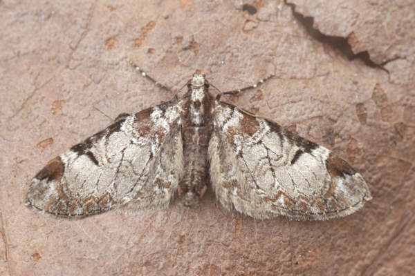 Eupithecia insigniata: Bild 7