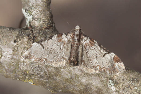 Eupithecia insigniata: Bild 8