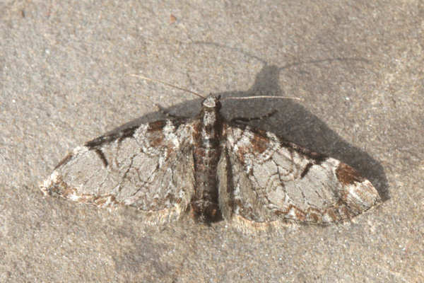 Eupithecia insigniata: Bild 10