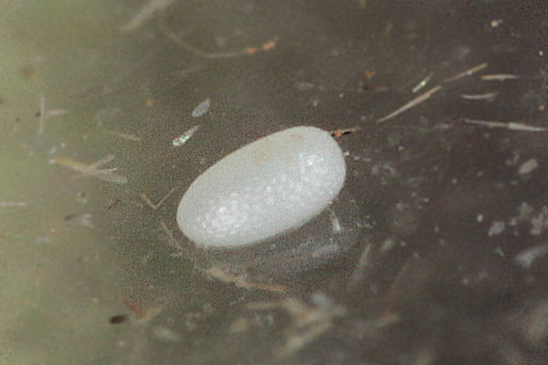Cyclophora albiocellaria: Bild 1