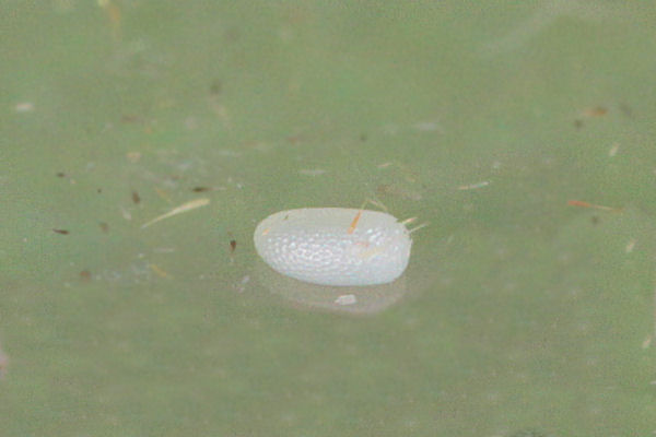 Cyclophora albiocellaria: Bild 4