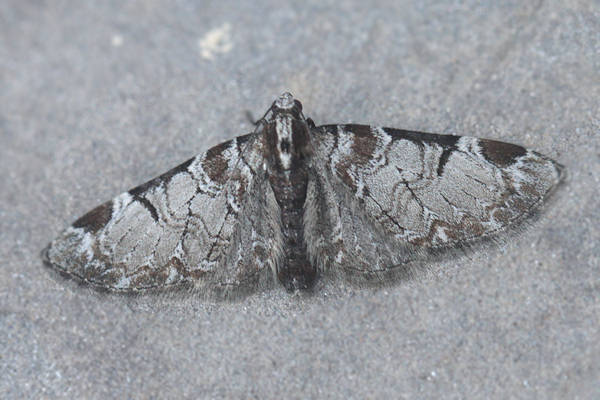 Eupithecia insigniata: Bild 11