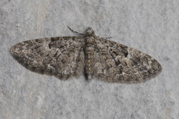Eupithecia dodoneata: Bild 45