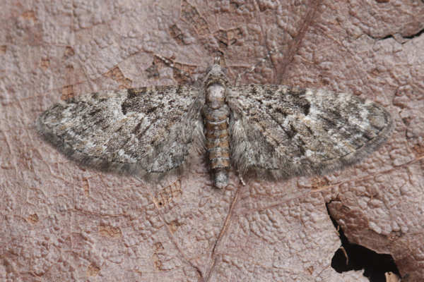 Eupithecia dodoneata: Bild 46