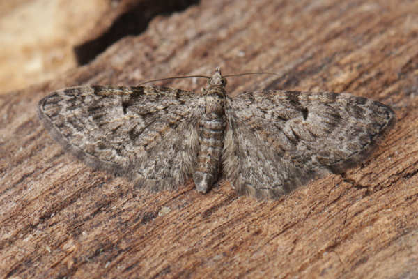 Eupithecia dodoneata: Bild 11