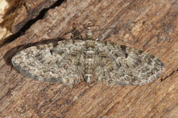 Eupithecia dodoneata: Bild 12