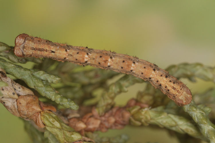 Peribatodes perversaria: Bild 19