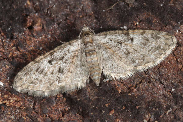 Eupithecia dodoneata: Bild 48