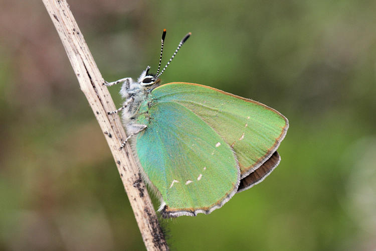 Callophrys rubi: Bild 22