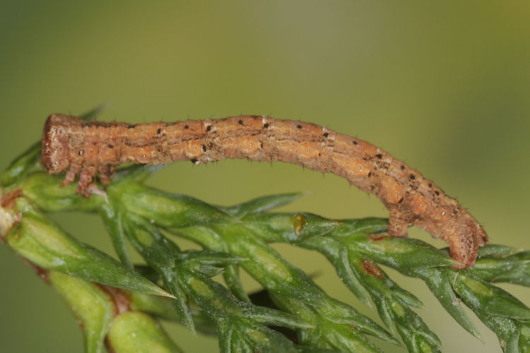 Peribatodes perversaria: Bild 20
