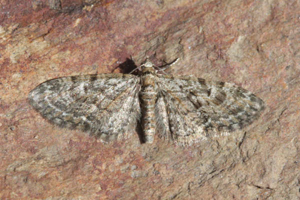 Eupithecia dodoneata: Bild 15