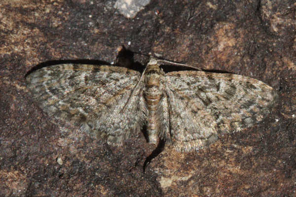 Eupithecia dodoneata: Bild 16