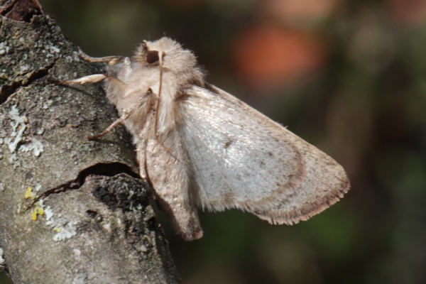 Orthosia cruda: Bild 40