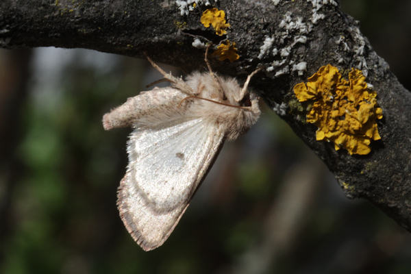 Orthosia cruda: Bild 41