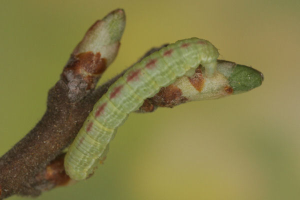 Epirrita dilutata: Bild 2