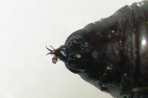 Hydria cervinalis simplonica: Bild 12