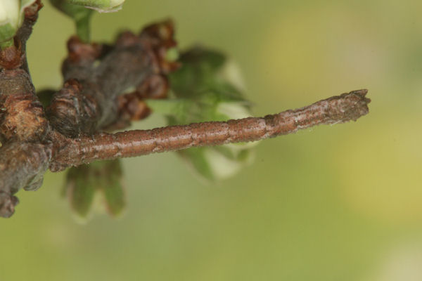 Hemithea aestivaria: Bild 12
