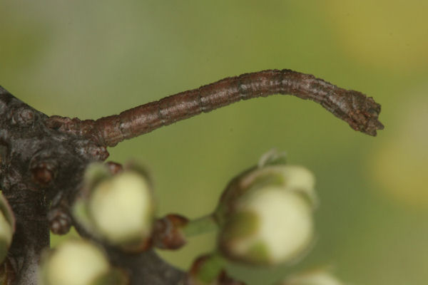 Hemithea aestivaria: Bild 13