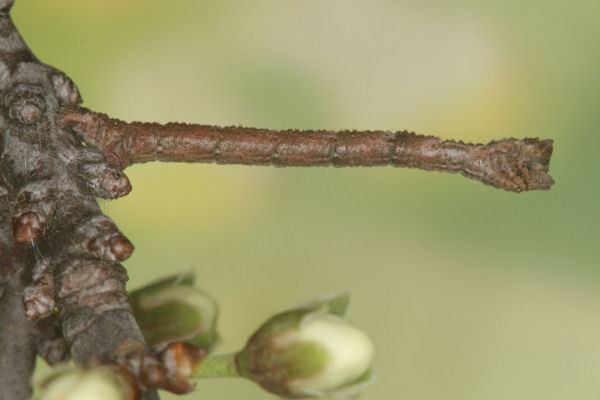 Hemithea aestivaria: Bild 14