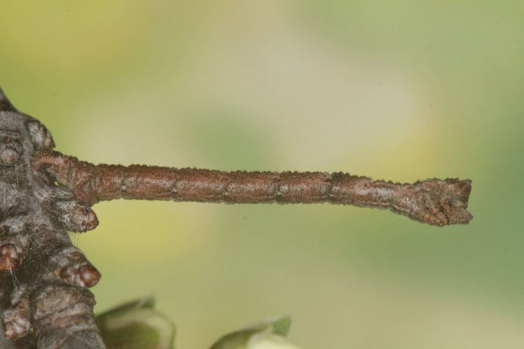 Hemithea aestivaria: Bild 6