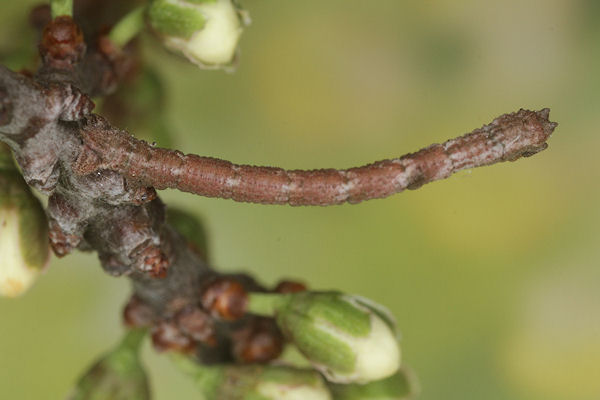 Hemithea aestivaria: Bild 15