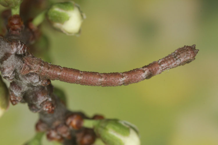 Hemithea aestivaria: Bild 7