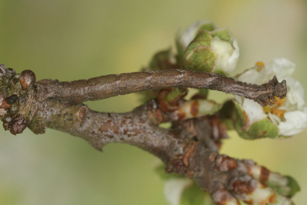 Hemithea aestivaria: Bild 16