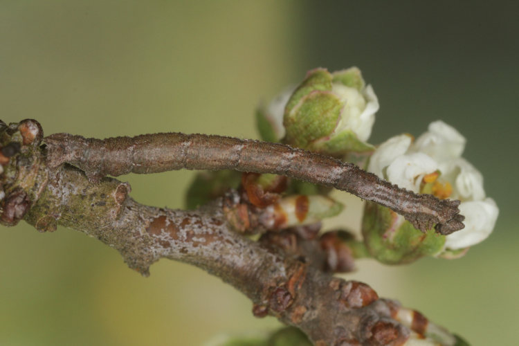 Hemithea aestivaria: Bild 8