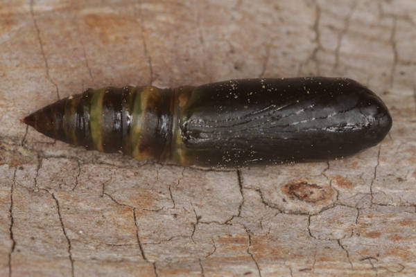 Laspeyria flexula: Bild 14