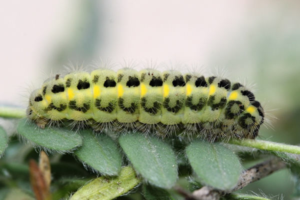 Zygaena carniolica: Bild 2