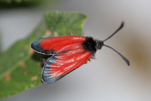 Zygaena rubicundus: Bild 1