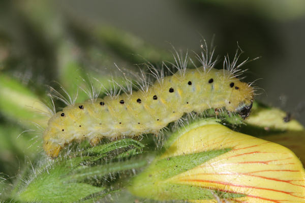 Zygaena hilaris: Bild 2