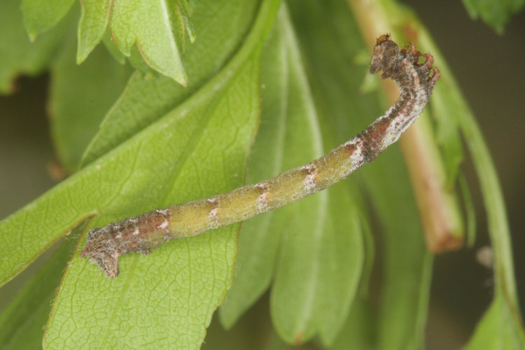 Hemithea aestivaria: Bild 35