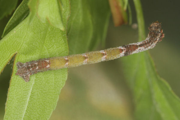 Hemithea aestivaria: Bild 36