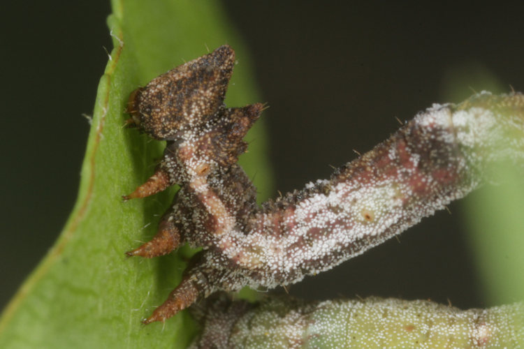 Hemithea aestivaria: Bild 19