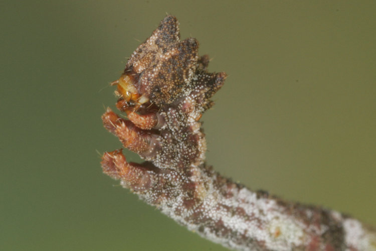 Hemithea aestivaria: Bild 20